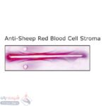 استرومای سلول قرمز خون ضد گوسفندی