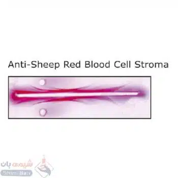 استرومای سلول قرمز خون ضد گوسفندی