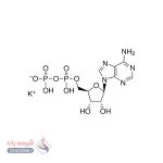 آدنوزین 5′-دی فسفات مونو پتاسیم هیدرات نمک