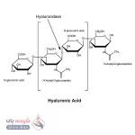 هیالورونیداز